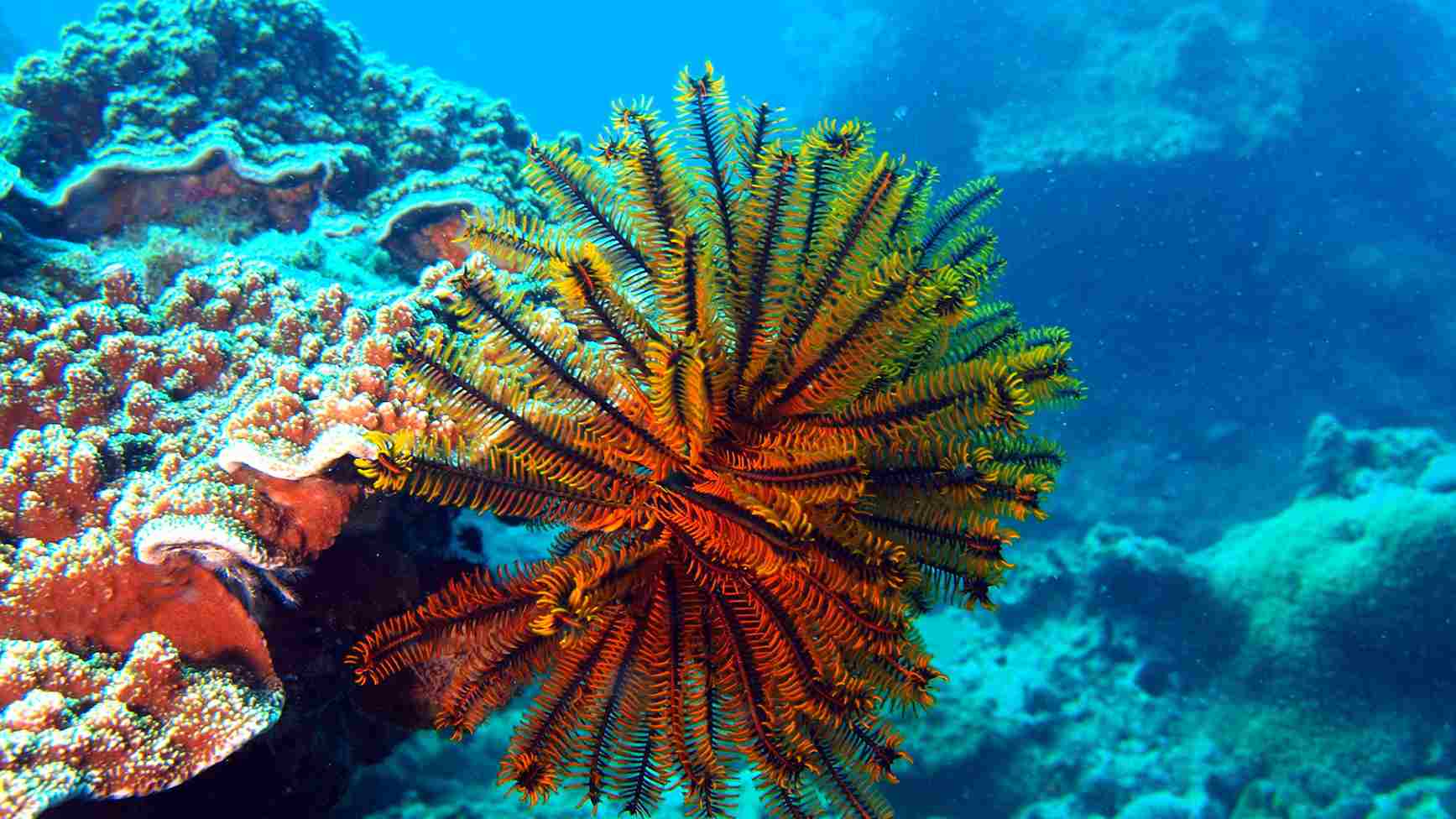 Diving in Nha Trang