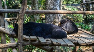 Four Paws Bear Sanctuary – Ninh Binh